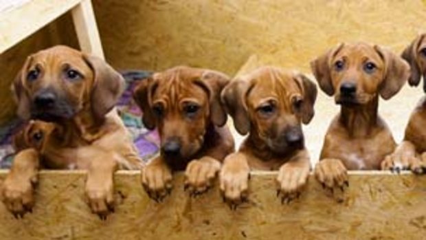 Nine Rhodesian Ridgeback puppies from a litter of 17  look out of their box