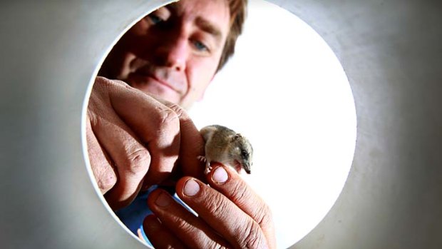 "We should manage ... for the common species as well": Jim Radford with a striped-faced dunnart.