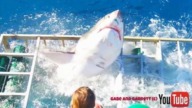 The Great White smashes through the diving cage.