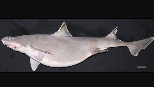 The Mandarin dogfish, a rare species of shark that has been found in Australian waters for the first time.