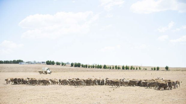Food for thought: Fifth-generation farmer Tim Bower feeding his depleted flock of sheep fava beans on his property, Stanley Vale, near Uralla in north-eastern NSW,