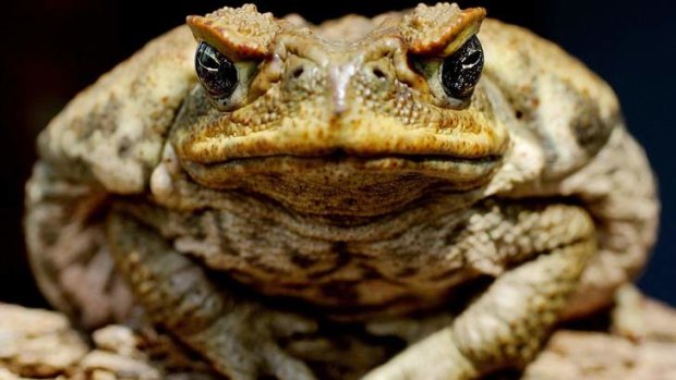 Cane toads are abandoning their nocturnal ways, a new study has found.