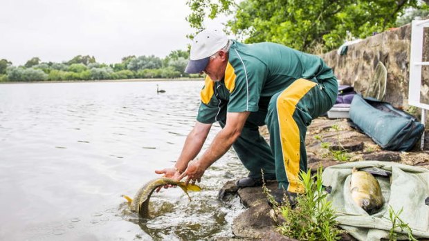 Alan Wood of Melbourne releases a large carp back into the lake.