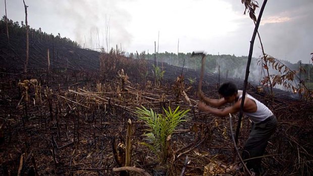 Commercial territory ... a new government plan will allow for companies to exploit Indonesian forests, threatening orang-utans, tigers, Sumatran rhinos and other endangered species.