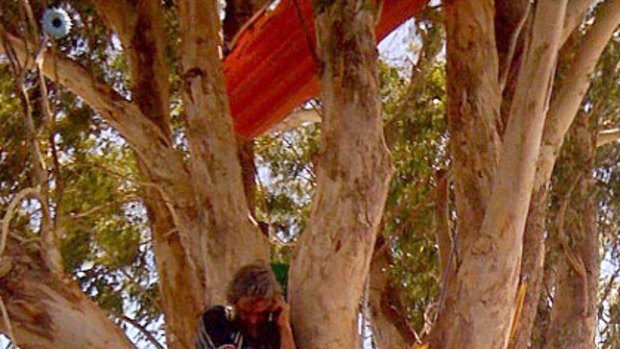 Richard Pennicuik at the height of his protest, in a tree house among the branches of his beloved eucalypt.