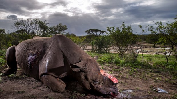 It is impossible for the authorities to find all the rhino carcasses left behind by poachers and it is an accepted view that the kill  numbers could be understated by up to 20 per cent.