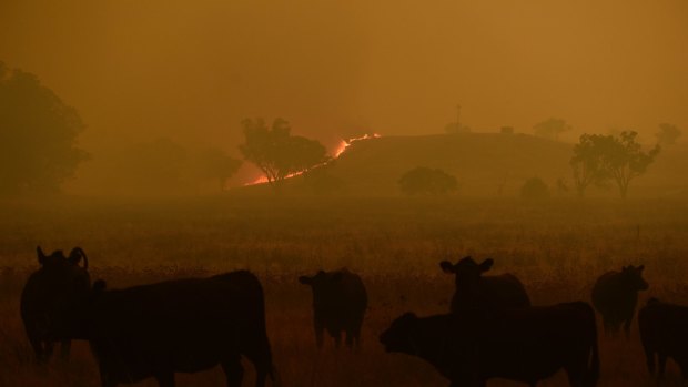 Cattle escape a grass fire burning towards the small township of Wollar in the greater Hunter region.
