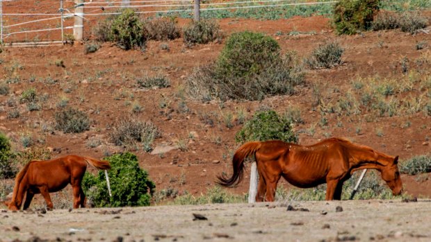 Twenty-two  horses were found dead on the property and 20 others were suffering from malnutrition. 