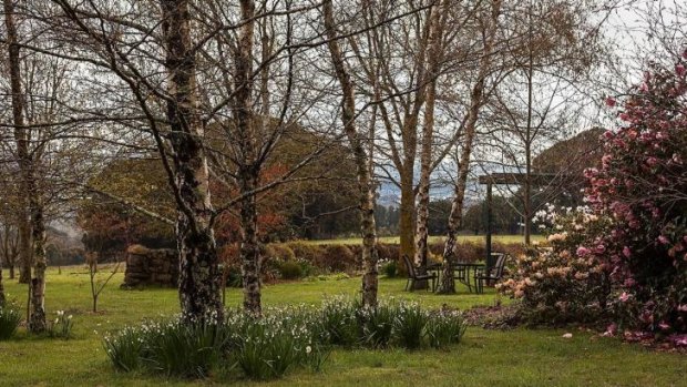 Silver birches thrive at Deborah Mullins' studio and garden, at her 16-hectare Hesket property.