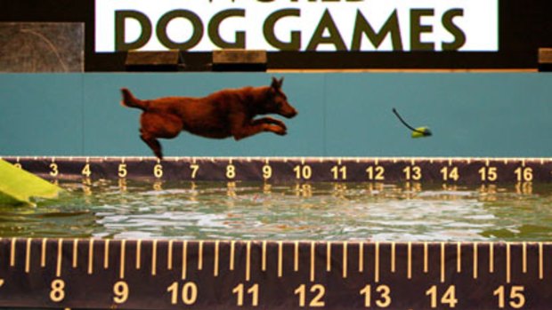 Making a splash ... Indiana, a labrador-cross golden retriever, is put through her paces during training for the dog games.