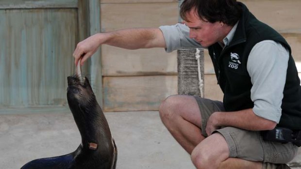 Aussie Zoo Seal Enduro Thong Ball