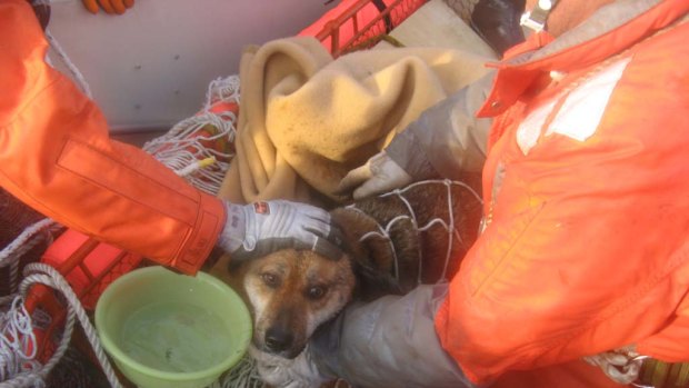 A dog that  survived Japan's massive earthquake and tsunami was rescued after three weeks at sea.