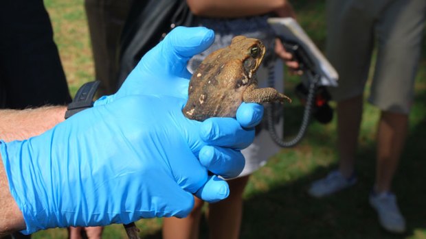 The cane toad which was found in an East Perth backyard.