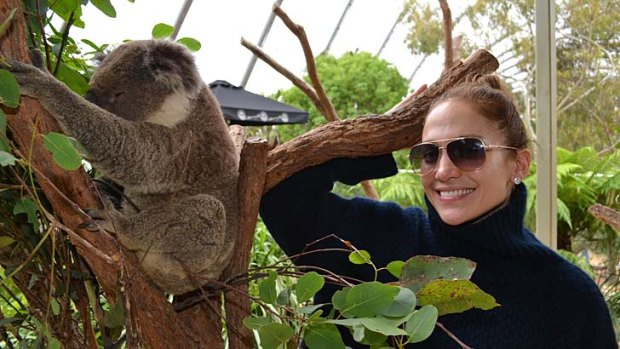 Up close and personal ... Jennifer Lopez cozies up to a furry friend at Wild Life Sydney Zoo on Saturday.