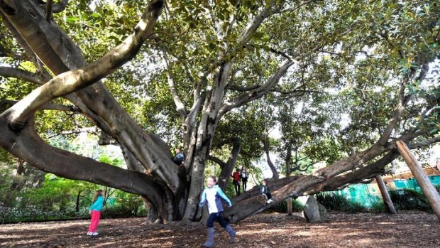 Where children play: The 150-year-old Moreton Bay fig at the Melbourne Zoo has earned a place on the register of exceptional trees on private land within the City of Melbourne.