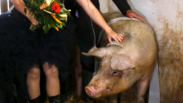 A member of the jury poses with the winner of a beauty contest for pigs in a farm in Hajmas, south-west Hungary March 31, 2015. The contest, held a day ahead of April 1, was organized to mark April Fools' Day.  Picture taken March 31, 2015. REUTERS/Laszlo Balogh       TPX IMAGES OF THE DAY