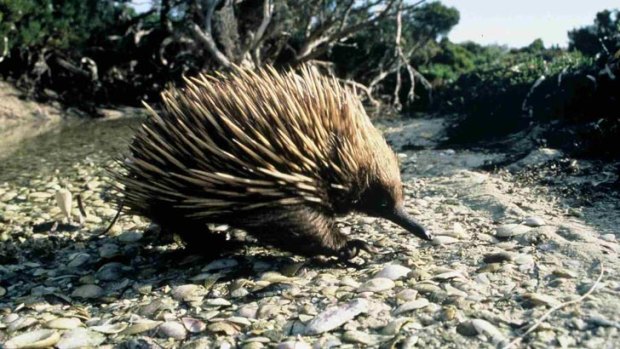 Prickly topic... echidnas use the spur on their hind leg to communicate, not fight.