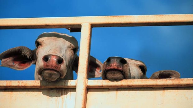 The internal audit found found that Australian and Egyptian officials had not met their obligation to hold regular high-level meetings on animal welfare.