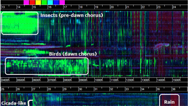 Spectrogram of sounds from the Musiamunat community conservation area, PNG.