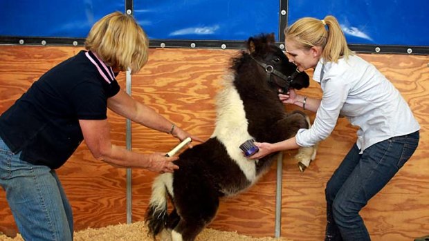 Janet, left, and Prue Brown from Goulburn with their Shetland pony at the Royal Easter Show.