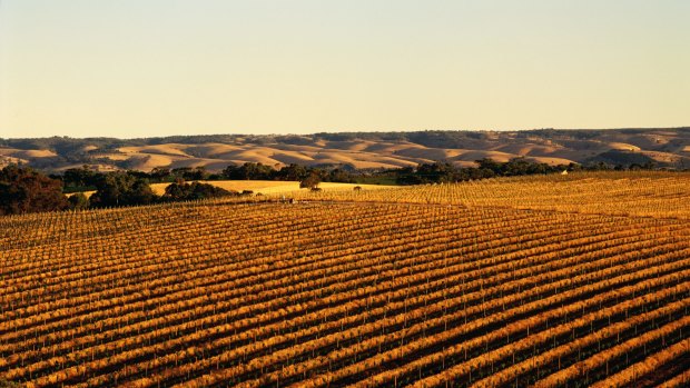 McLaren Vale, south of Adelaide, is one of Australia’s foremost wine regions.