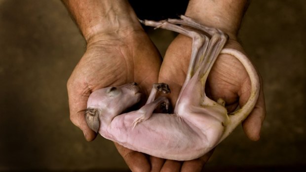 A baby female eastern grey kangaroo that died in the bushfires.