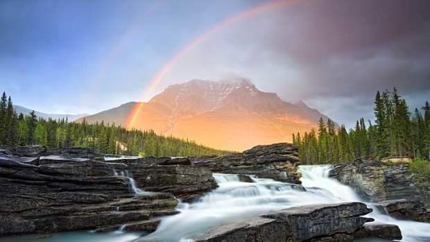 Range rover ... Athabasca Falls, near Jasper; an elk on the move.