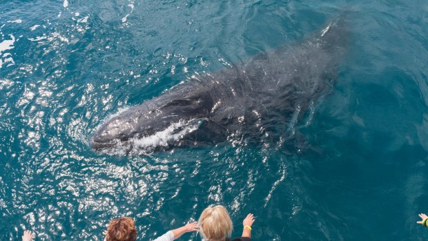 People waving at humpback whale, Hervey Bay.