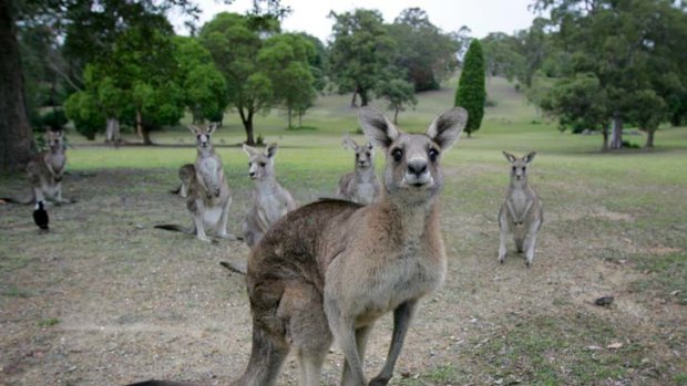 The licensing of 850 kangaroo shooters has sparked opposition.