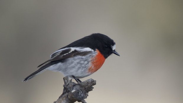 A male scarlet robin photographed at Tuggeranong.