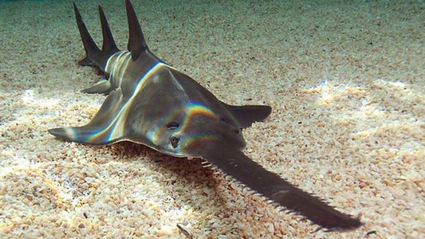 The critically endangered sawfish.