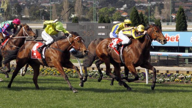 Scintillating: Bel Sprinter takes out the McEwen Stakes at Moonee Valley yesterday.