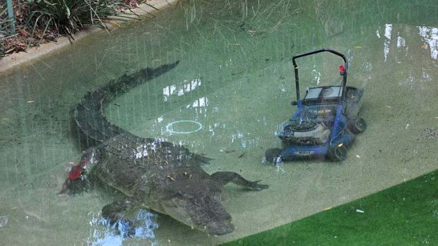Not his ... Elvis the crocodile stole the lawnmower.