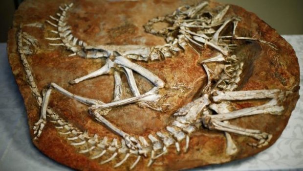 Two Gallimimus dinosaur skeletons on display during a repatriation ceremony at the US Attorney's Office in New York.