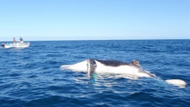 A whale carcass has been discovered 50m off Burns Beach.