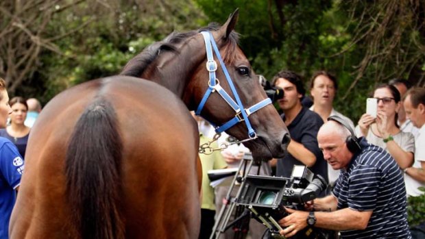 All in a day's work: Black Caviar meets the media at Caulfield before her return to racing last week.
