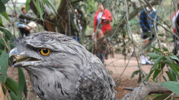 Not about to be knocked off its perch: A tawny frogmouth at Serendip Sanctuary.