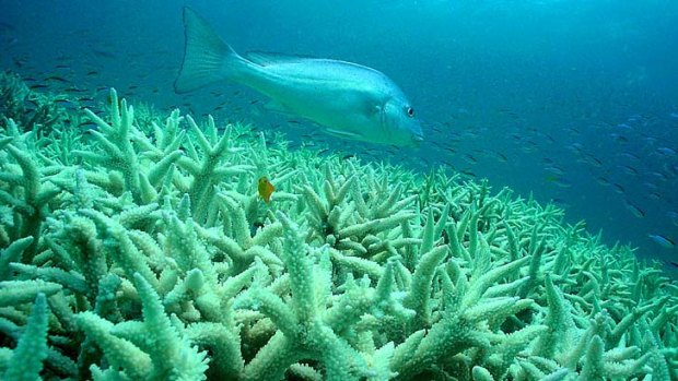 green-groups-call-for-a-halt-to-development-in-the-great-barrier-reef