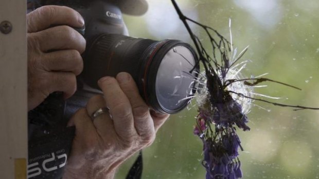 A man photographs a flower-filled bullet hole in the windows of the IV Deli in Isla Vista, California.
