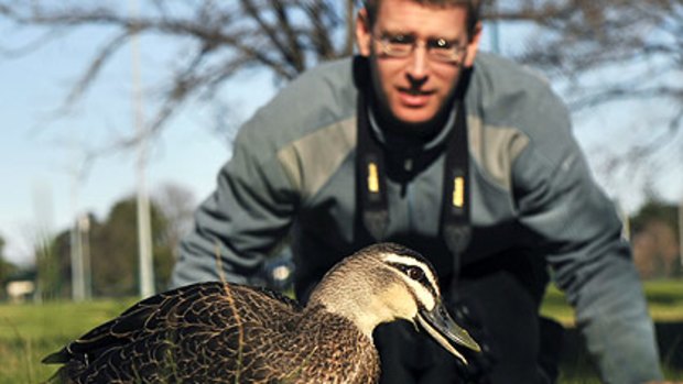 Patrick-Jean Guay studies a Pacific black duck.