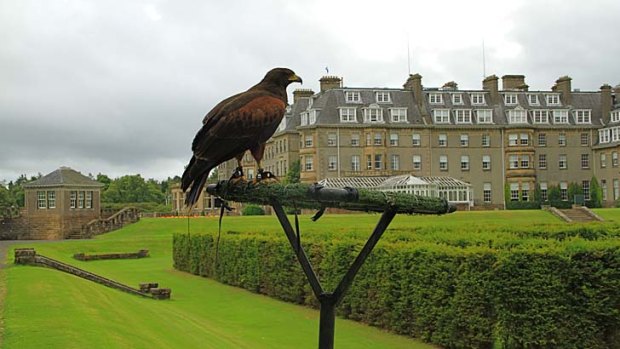 Comet the harrier hawk at the British School of Falconry.