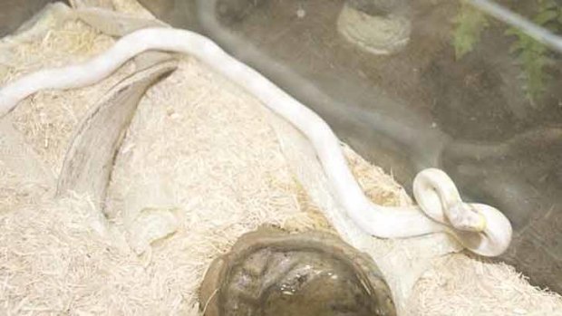 The albino python police say they found at a home in Dee Why.