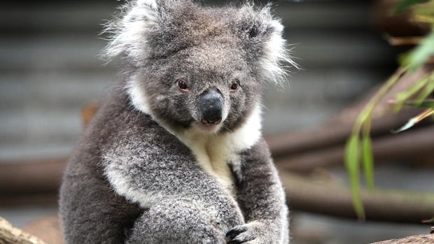Out of vogue ... it will take more than koalas to bring Chinese tourists to Queensland.