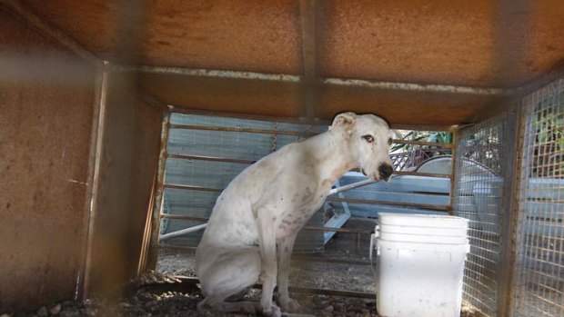 One of the dogs had been living in these conditions at the Rockbank property.