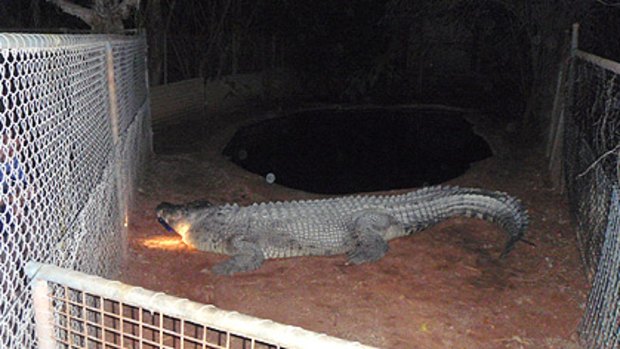 Offended by the late night intruder ... Broome crocodile Fatso.