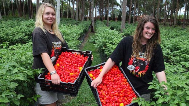 Chilli pickers Jarmilla Alders, left, and Linda Sartoris.