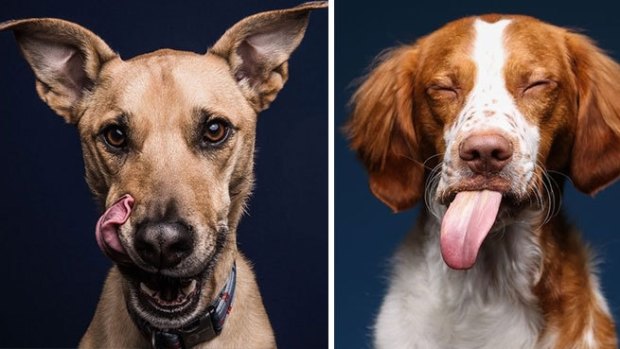 Two of Greg Murray's photographs of dogs wondering what they think of peanut butter.