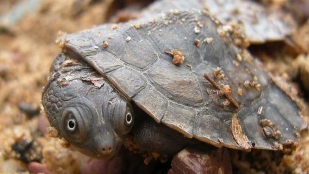 The Mary River turtle has been classified as endangered.