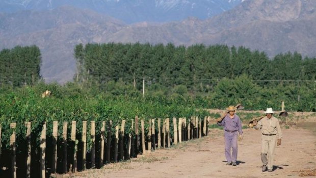 A vineyard in Mendoza, where the majority of malbec is produced today.