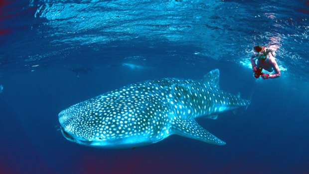 Come close ... a whale shark cruises the warm waters.